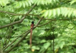 寿带鸟栖息在树枝上的场面 - 新浪湖北