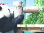 武汉动物园大熊猫“姐妹花”一天吃7顿 爱吃“咸宁竹” - 新浪湖北