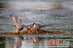 鸟儿在金湖上繁衍生息 刘康 摄 - Hb.Chinanews.Com