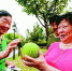 图为：游客在沙湖公园采摘柚子 - Hb.Chinanews.Com