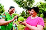 图为：游客在沙湖公园采摘柚子 - Hb.Chinanews.Com