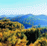 图为：建始县长岭岗林场醉人的秋色美景。（视界网向登本摄） - 新浪湖北