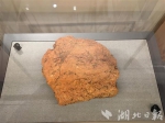 博物馆展示的“碳化稻谷”文物 - 新浪湖北