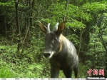 湖北十堰大山深处 红外线相机拍下诸多珍稀野生动物 - Hb.Chinanews.Com