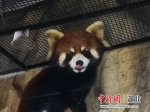 萌化了！两只小熊猫空降武汉 - Hb.Chinanews.Com