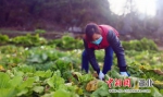 长阳县九柳坪村:万斤爱心蔬菜送“疫”线 - Hb.Chinanews.Com