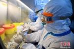 资料图：微生物检验科的工作人员在实验室内将样本进行核酸检测。中新社记者 韦亮 摄 - 新浪湖北