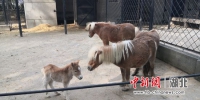 动物园新出生的矮马 武汉市园林和林业局提供 - Hb.Chinanews.Com
