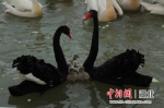 动物园新出生的黑天鹅 武汉市园林和林业局提供 - Hb.Chinanews.Com