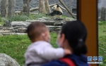 4月22日，大熊猫迎来参观的游客。当日，在严格落实疫情防控措施的前提下，武汉动物园有序恢复开放。新华社记者 程敏 摄 - 新浪湖北