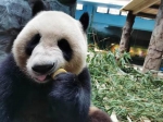 大熊猫回来啦！武汉动物园恢复常态开放 - 新浪湖北