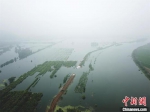 强降雨致湖北阳新富河一堤段出现溃口，淹没周围农田（资料图）　余凯　摄 - 新浪湖北