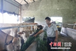 王国庆正在喂牛 通讯员供图 - Hb.Chinanews.Com