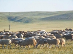 蒙古国的绵羊群 蒙通社图 - 新浪湖北