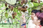 武汉植物园猕猴桃种类达66个 火辣辣的猕猴桃你尝过没 - Hb.Chinanews.Com