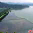 武汉东湖重现2.6万平方米“水下森林” - Hb.Chinanews.Com
