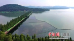 武汉东湖重现2.6万平方米“水下森林” - Hb.Chinanews.Com