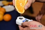 检测枝江脐橙的甜度 刘康 摄 - Hb.Chinanews.Com