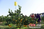 游客在脐橙园体验采摘乐趣 刘康 摄 - Hb.Chinanews.Com