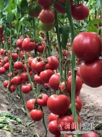武汉育种的口感番茄成市场新宠 - Hb.Chinanews.Com