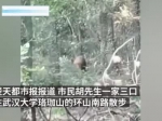 武汉大学疑有野猪出没，体格庞大在林中觅食 - 新浪湖北