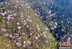 荆门市东宝区栗溪镇满山遍野的杏花、樱桃花竞相开放。朱俊波 摄 - 新浪湖北