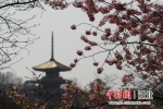 武汉东湖樱花园（资料图） 张畅 摄 - Hb.Chinanews.Com