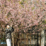 2月23日，武汉大学早樱已盛放　张畅　摄 - 新浪湖北