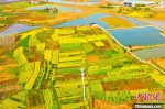 航拍位于湖北枝江董市镇的近万亩油菜花地。　陈黄奎 摄 - 新浪湖北