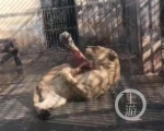 ▲视频显示，动物园内狮子咬着自己后腿，腿上还沾着血，吓得周围游客尖叫。图片来源/视频截图 - 新浪湖北