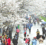 三月八日，游客冒雨在武汉大学观赏樱花。 (湖北日报全媒记者 柯皓 通讯员 吴江龙 摄) - 新浪湖北