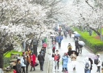 三月八日，游客冒雨在武汉大学观赏樱花。 (湖北日报全媒记者 柯皓 通讯员 吴江龙 摄) - 新浪湖北