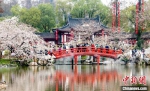 武汉东湖樱园迎来赏樱游客 张畅 摄 - 新浪湖北
