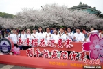图为武汉大学举办“抗疫医护赏樱专场” 张畅 摄 - 新浪湖北