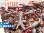 湖北小龙虾抢鲜上市，头虾最高100元一斤 - 新浪湖北