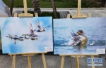 2021年湖北省暨天门市爱鸟周活动1日在天门市启动，图为爱鸟周展示的鸟类摄影作品。新华网发 - 新浪湖北