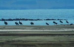 天兴洲洲滩越冬的黑鹳，武汉市观鸟协会供图 - 新浪湖北