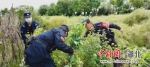 “无人机”高空巡查 湖北江陵铲除罂粟200余株 - Hb.Chinanews.Com