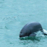 5月16日，长江江豚在湖北省宜昌市葛洲坝下游水域逐浪嬉戏。 - 新浪湖北