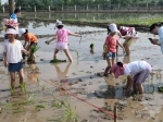 【我为群众办实事】当水稻插秧遇上志愿服务，1+1>2的精彩 - 武汉大学