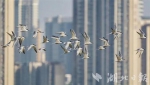 武汉重点区域5月观测到鸟类231种 三种为新发现记录 - 新浪湖北