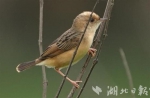 武汉重点区域5月观测到鸟类231种 三种为新发现记录 - 新浪湖北