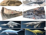 落星村发现的不同海生爬行动物化石及复原图（图片源自程龙） - 新浪湖北