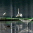 图为白鹭在武汉市沙湖公园水面栖息。赵军　摄 - 新浪湖北