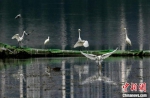 图为白鹭在武汉市沙湖公园水面栖息。赵军　摄 - 新浪湖北