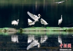 图为白鹭在武汉市沙湖公园水面栖息。赵军 摄 - 新浪湖北