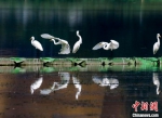 图为白鹭在武汉市沙湖公园水面栖息。赵军 摄 - 新浪湖北