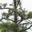 被评为“名气最大”的利川谋道水杉王，位于谋道集镇东南凤凰山下，树高35米，胸围5.47米，冠幅22米，龙骨虬枝，高大挺拔，直插云天。树龄664年，为世界上最老最大的水杉树，誉称为“天下第一杉”，植物“活化石”。 (湖北日报全媒记者 汪训前 摄) - Hb.Chinanews.Com