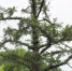 被评为“名气最大”的利川谋道水杉王，位于谋道集镇东南凤凰山下，树高35米，胸围5.47米，冠幅22米，龙骨虬枝，高大挺拔，直插云天。树龄664年，为世界上最老最大的水杉树，誉称为“天下第一杉”，植物“活化石”。 （湖北日报全媒记者 汪训前 摄） - 新浪湖北