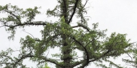 被评为“名气最大”的利川谋道水杉王，位于谋道集镇东南凤凰山下，树高35米，胸围5.47米，冠幅22米，龙骨虬枝，高大挺拔，直插云天。树龄664年，为世界上最老最大的水杉树，誉称为“天下第一杉”，植物“活化石”。 （湖北日报全媒记者 汪训前 摄） - 新浪湖北